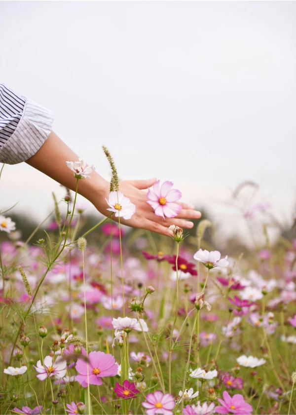 A hand touching some flowers in a field