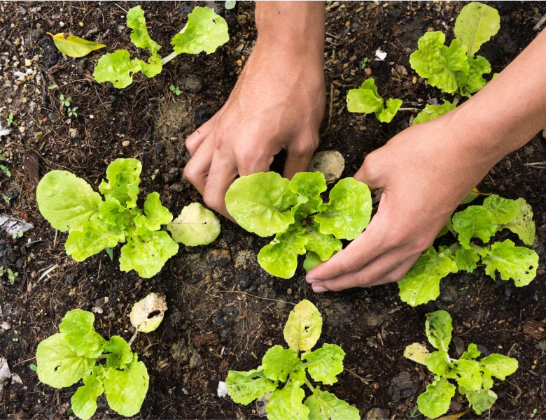 hands planting in a garden